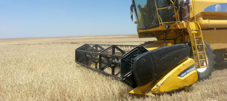 Sixty thousand tons of Shingal farmers’ crops rescued from risk of loss